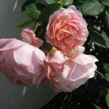 Wildblume * Winsen