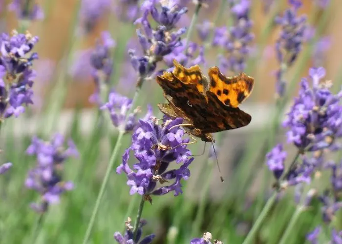 Wildblume Апартаменты *