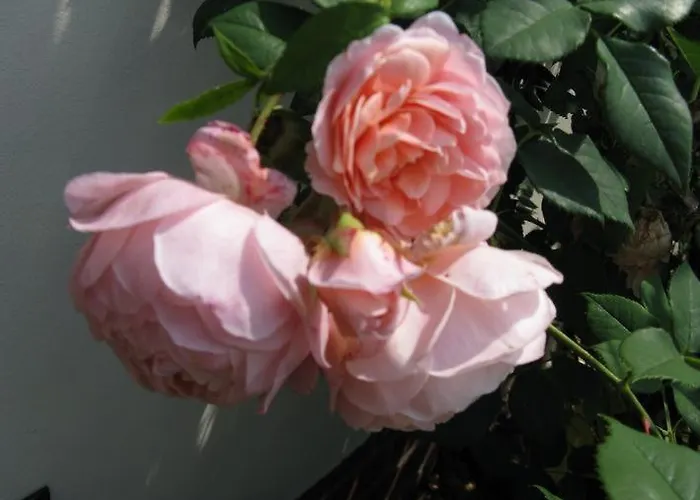 Wildblume * Winsen an der Aller